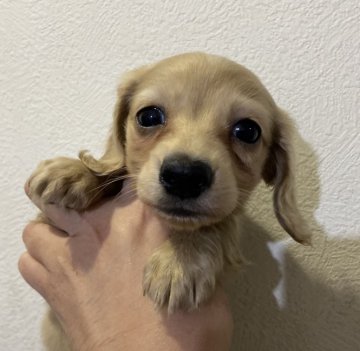 カニンヘンダックスフンド(ロング)【神奈川県・女の子・2020年11月3日・イエロー】の写真「✨父チャンピオンKAI」