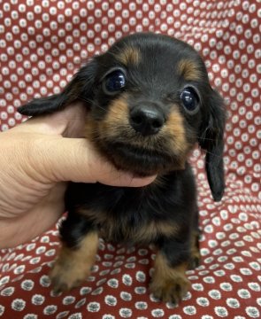 ミニチュアダックスフンド(ロング)【神奈川県・女の子・2021年3月9日・ブラックタン】の写真「父カニンヘンCH✨4/29よりお渡し可能😊」