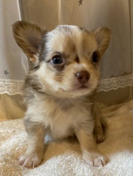 チワワ(ロング)【神奈川県・男の子・2021年9月13日・チョコレートマールクリーム】の写真「11／8で募集締め切り。PRA発症しません」