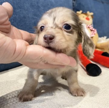 カニンヘンダックスフンド(ロング)【神奈川県・女の子・2023年10月21日・チョコレートイエローダップル】の写真「極小タイプの女の子」