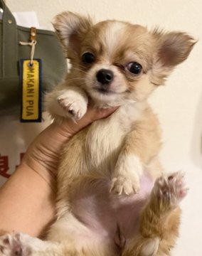 チワワ(ロング)【神奈川県・女の子・2021年7月8日・レッドホワイトまたはゴールドホワイト】の写真「可愛くなりました、週末、写真更新予定🥰早いものがち」