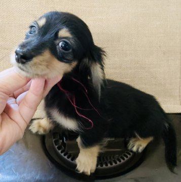 カニンヘンダックスフンド(ロング)【神奈川県・女の子・2021年8月24日・ブラックイエロー】の写真「両親ともにPRAクリア。極小ちゃん🌺」