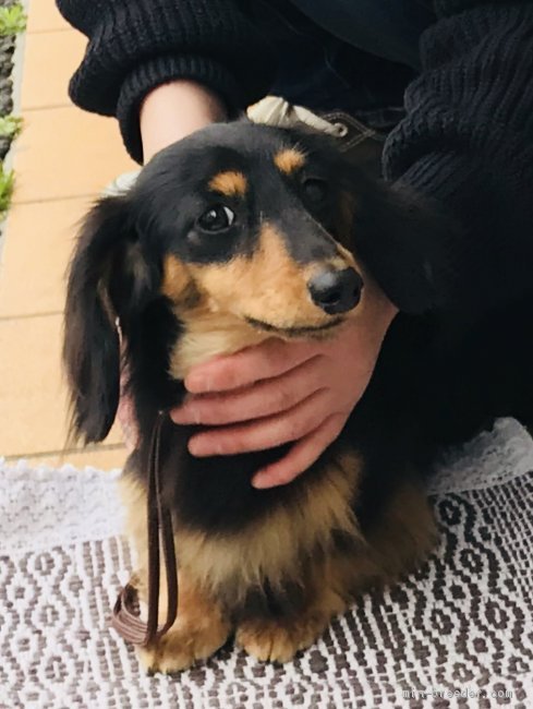 カニンヘンダックスフンド(ロング)【・男の子・2018年6月1日・ブラックタン】