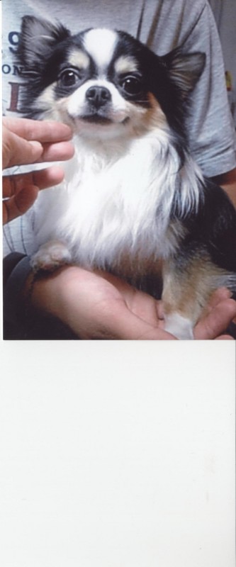 我が家の種オス　チワワのボルです。アメリカチャンピオン直子｜三品　明子(みしな　あきこ)ブリーダー(東京都・ミニチュアダックスフンド(ロング)など・JKC登録)の紹介写真3