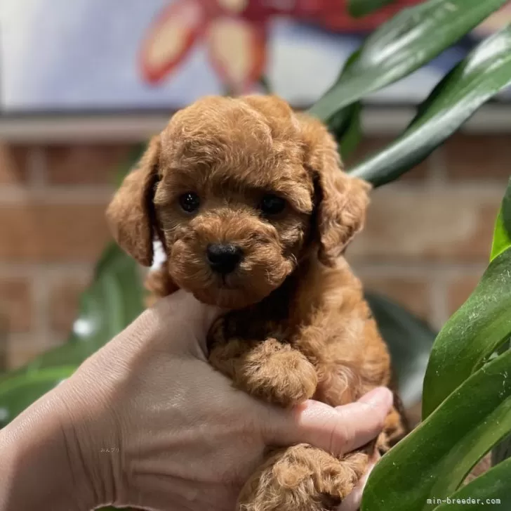 ID：2501-03823の子犬