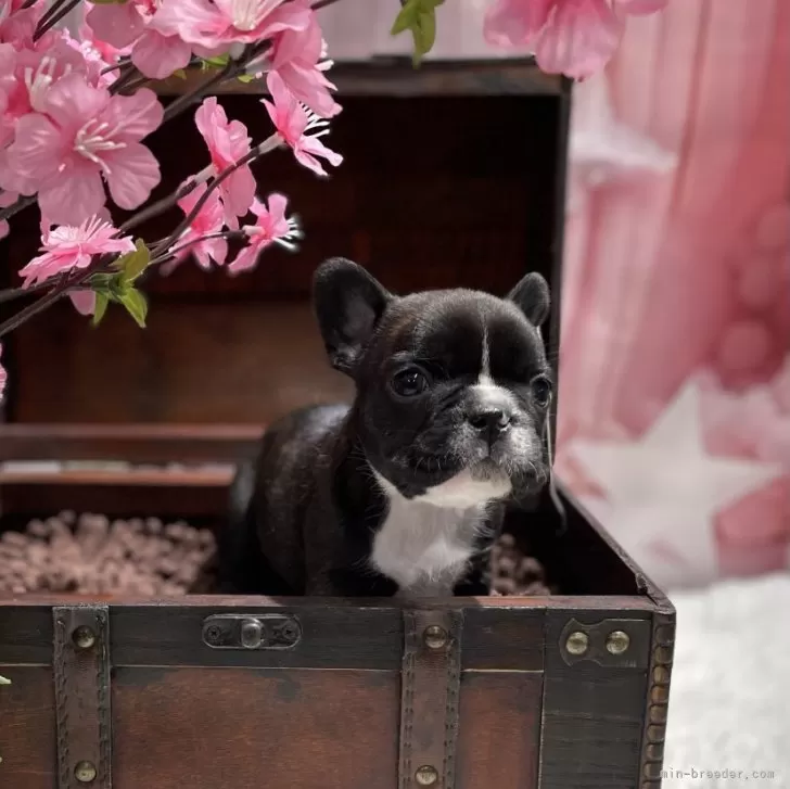 桃 様のお迎えした子犬