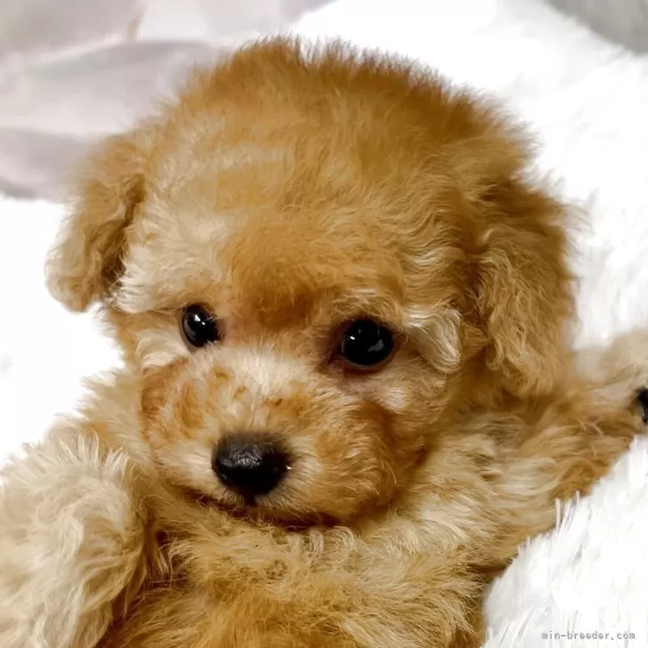 K.H 様のお迎えした子犬