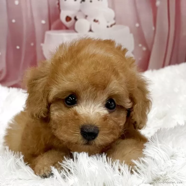 ID：2505-03376の子犬