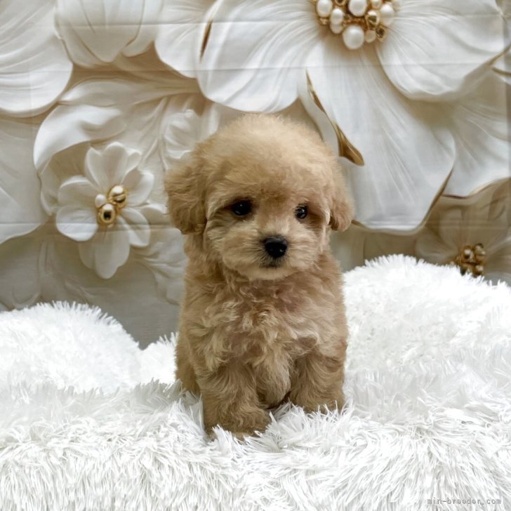 可愛すぎる❤️トイプードルgirlyダイカット♡大人気★自立土台付き 可愛すぎる❤️トイプードルgirlyダイカット♡大人気☆自立土台付き