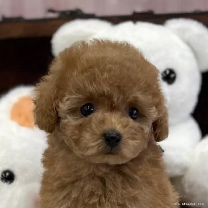 アキコ 様のお迎えした子犬