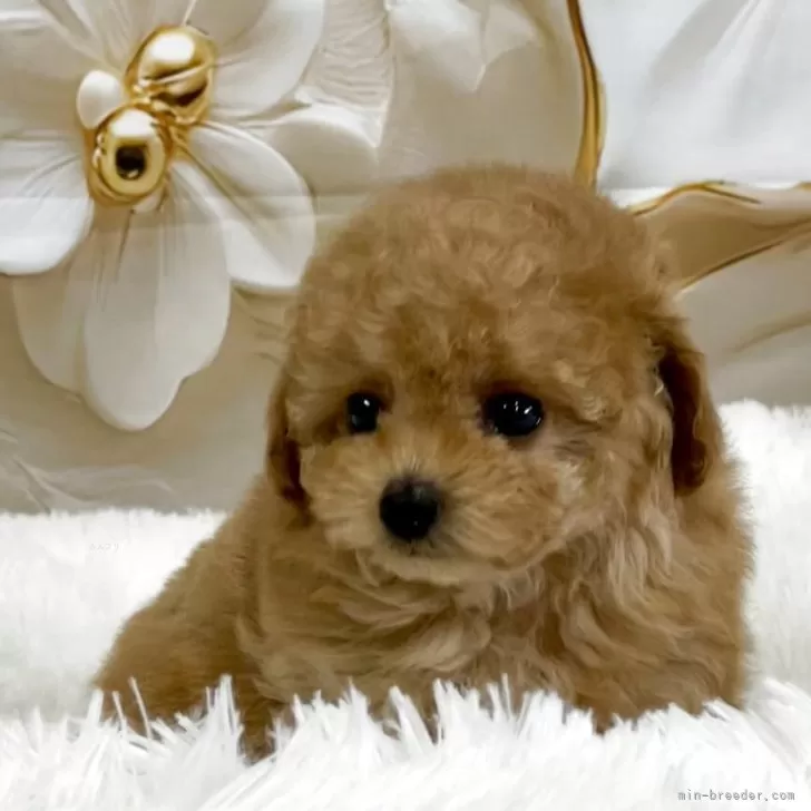 ID：2509-06524の子犬