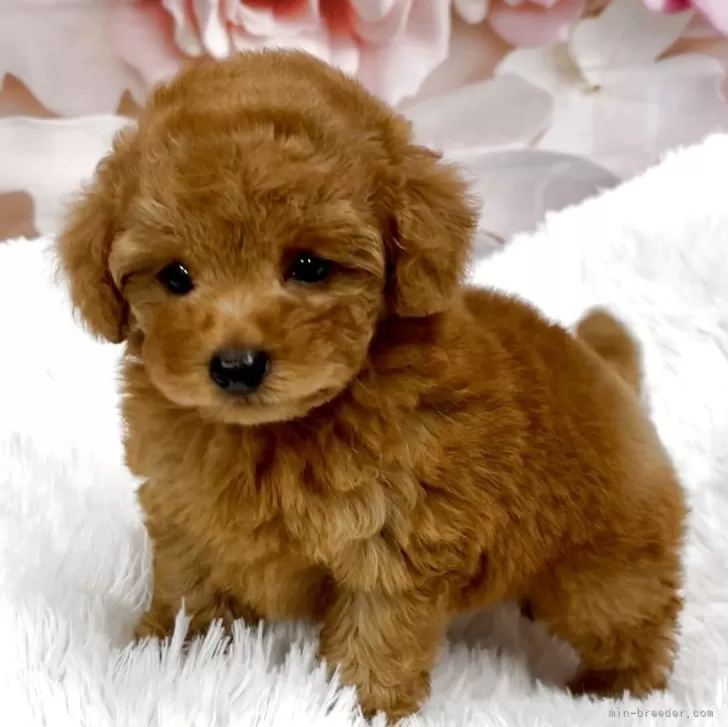 タイニープードル【大阪府・男の子・2025年9月11日・レッド】の写真1