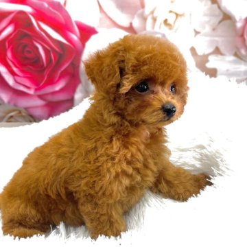 トイプードル(タイニー)【大阪府・女の子・2025年9月21日・レッド】の写真「🩷こぶりなタイニーです🩷」