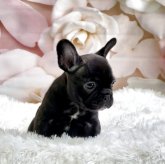 フレンチブルドッグ