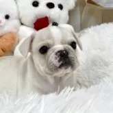 フレンチブルドッグ