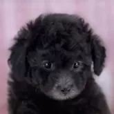 タイニープードル【大阪府・男の子・2024年12月26日・プラチナシルバー】の写真1