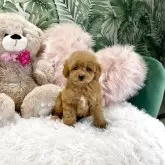 タイニープードル