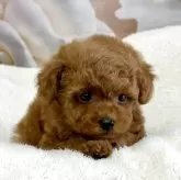 タイニープードル