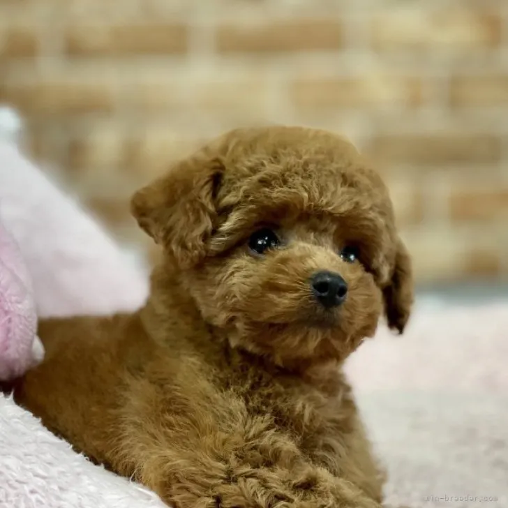 ID:2304-05407の子犬