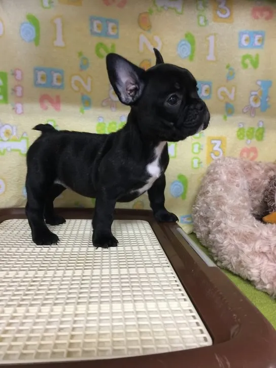 ID:1610-01009の子犬