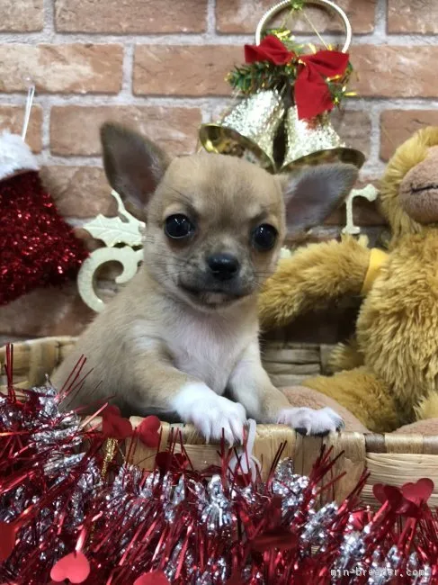 ID:1812-01677の子犬
