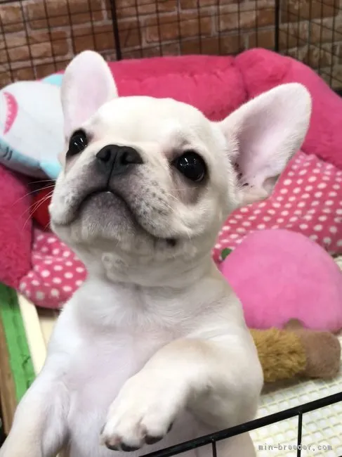 ID:1901-02614の子犬