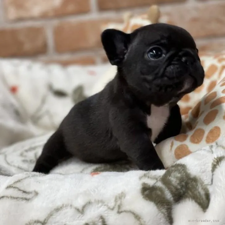 A.H 様のお迎えした子犬