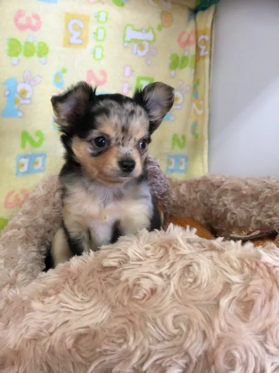 ID:1610-01208の子犬