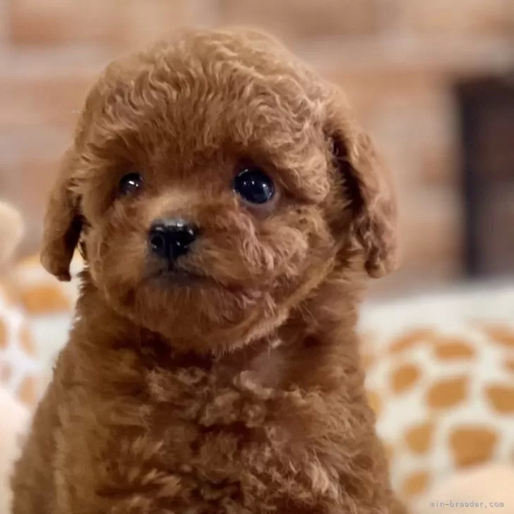 ID:2409-06552の子犬