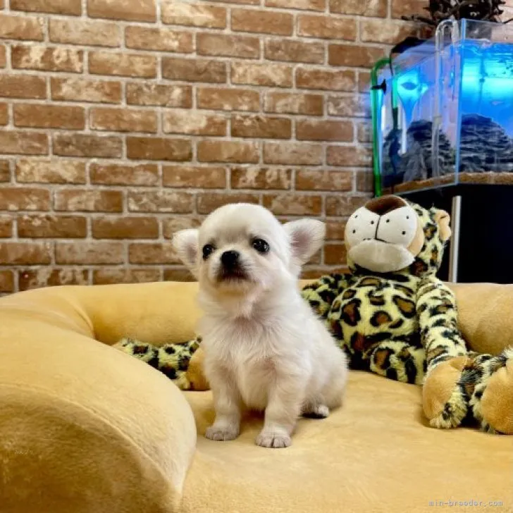 ID:2310-02889の子犬