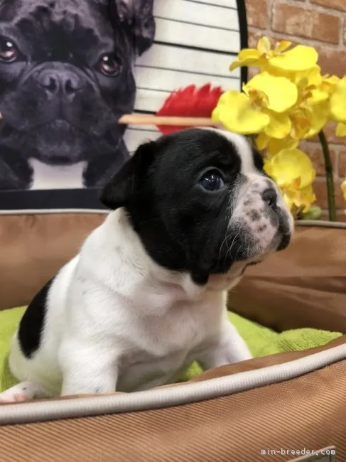 ID:1901-01471の子犬