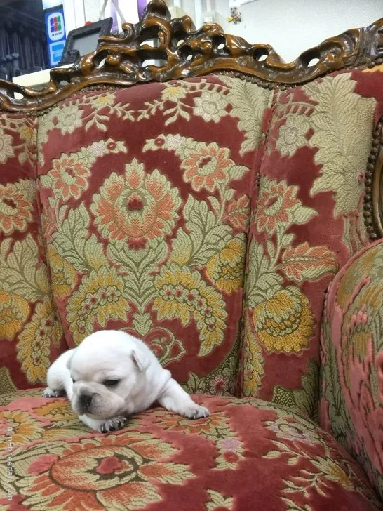 ID:1701-01395の子犬