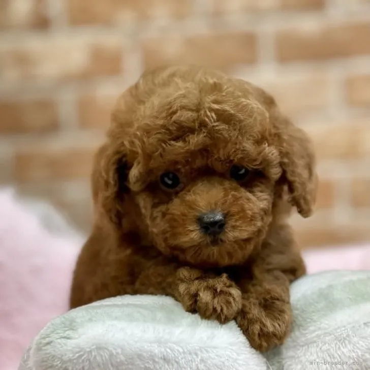 とらさん 様のお迎えした子犬