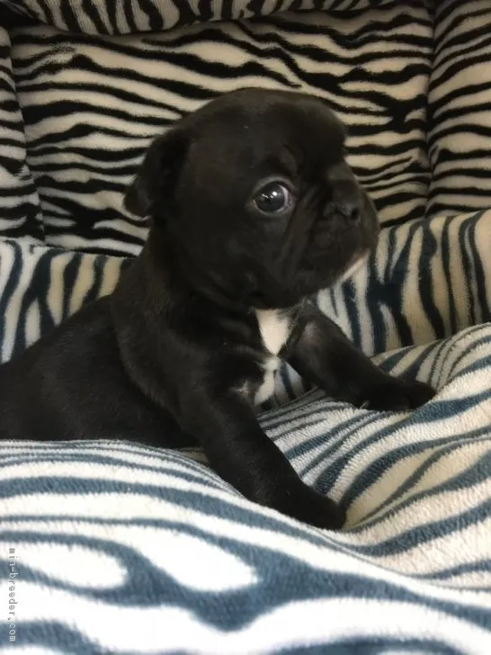 ID:1612-02145の子犬