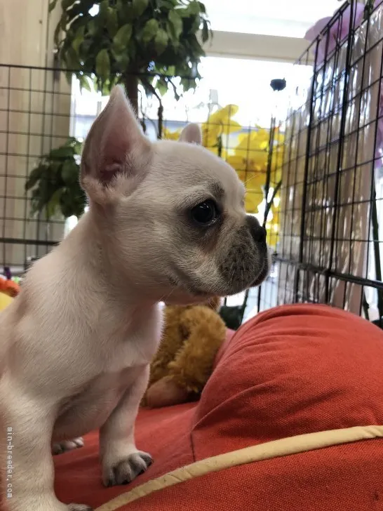 おかちゃんまん 様のお迎えした子犬
