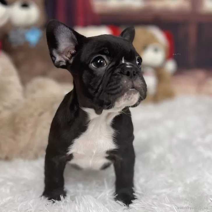 ID:2410-05916の子犬