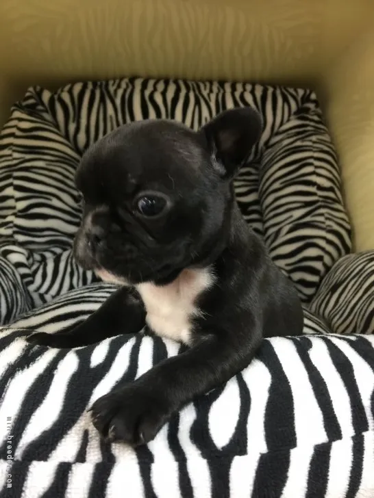 ID:1701-00344の子犬