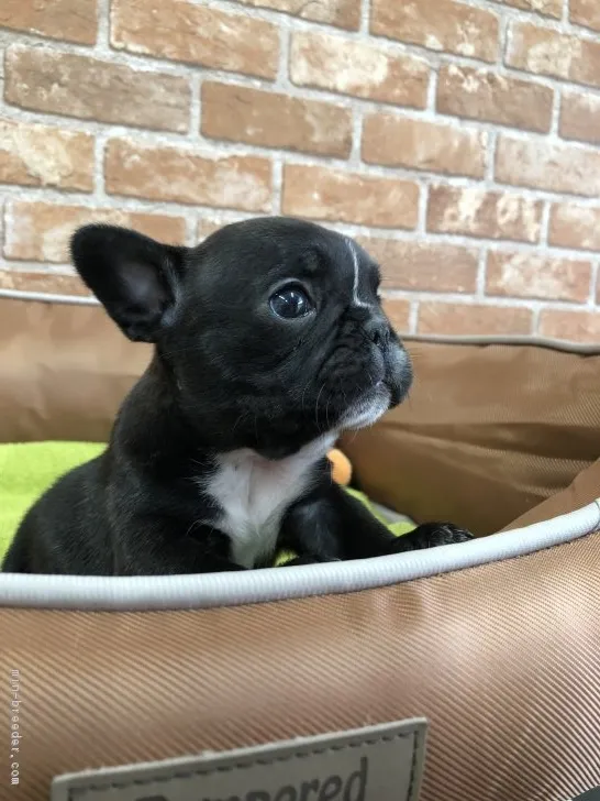 ID:1902-03023の子犬