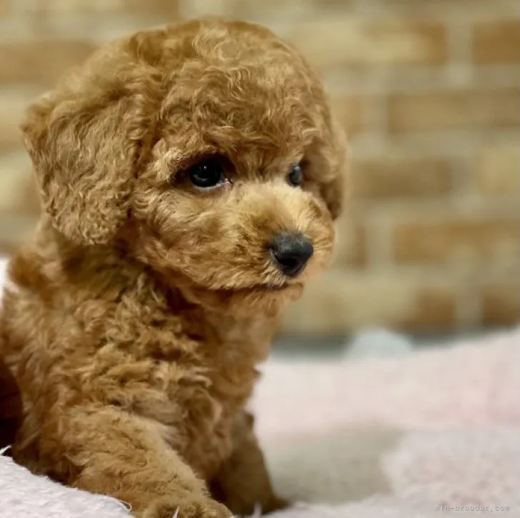 ID:2305-00804の子犬