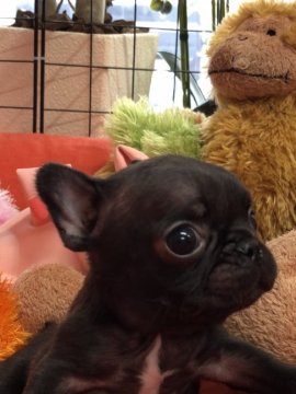 フレンチブルドッグ【大阪府・男の子・2019年7月8日・ブリンドル】の写真「極小の可愛い男の子です💕」