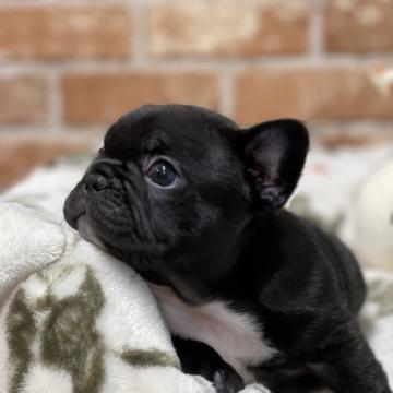 フレンチブルドッグ【大阪府・男の子・2022年5月11日・ダークブリンドル】の写真「💕クオリティの高い男の子デス💕」