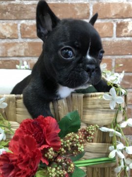 フレンチブルドッグ【大阪府・男の子・2018年5月24日・ブリンドル】の写真「可愛いお顔＆可愛い性格の男の子です💖」