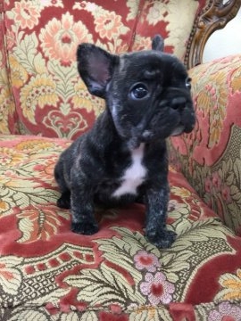 フレンチブルドッグ【大阪府・女の子・2017年4月26日・ブリンドル】の写真「超甘えたさんです💖」