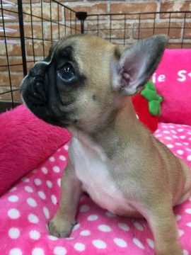 フレンチブルドッグ【大阪府・男の子・2018年4月26日・フォーン】の写真「性格の良い男の子です💕」