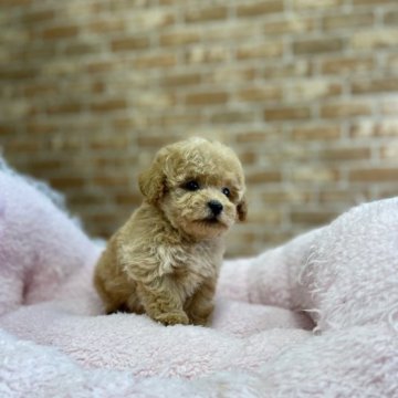 トイプードル(タイニー)【大阪府・男の子・2023年2月23日・アプリコット】の写真「💕とっても甘えたさんです💕」