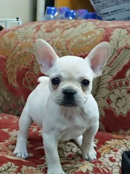 フレンチブルドッグ【大阪府・女の子・2017年7月31日・クリーム】の写真「性格の可愛い女の子です💕」