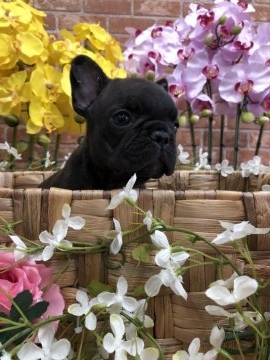 フレンチブルドッグ【大阪府・男の子・2018年6月23日・ブリンドル】の写真「小ぶりな男の子💕」