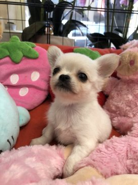 チワワ(ロング)【大阪府・男の子・2019年5月16日・ホワイト】の写真「とても可愛い小振りな男の子です💕」