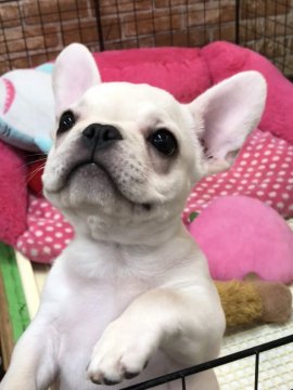 フレンチブルドッグ【大阪府・女の子・2018年11月4日・クリーム】の写真「とっても可愛い女の子です💕」