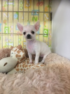 チワワ(スムース)【大阪府・女の子・2017年1月23日・クリーム】の写真「小振りな女の子です…💖」